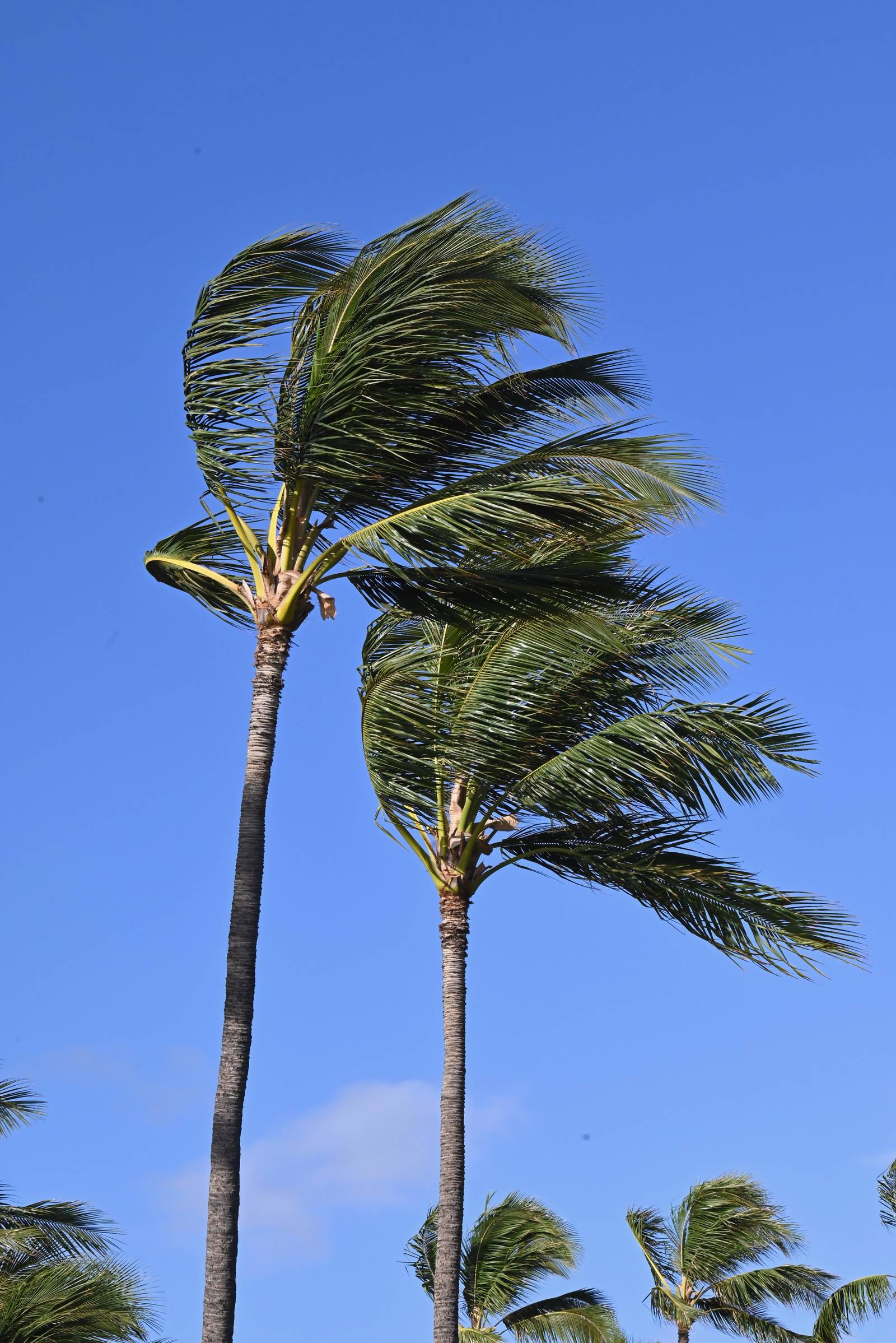 Dancing in the Trade Winds — Hawaii, United States