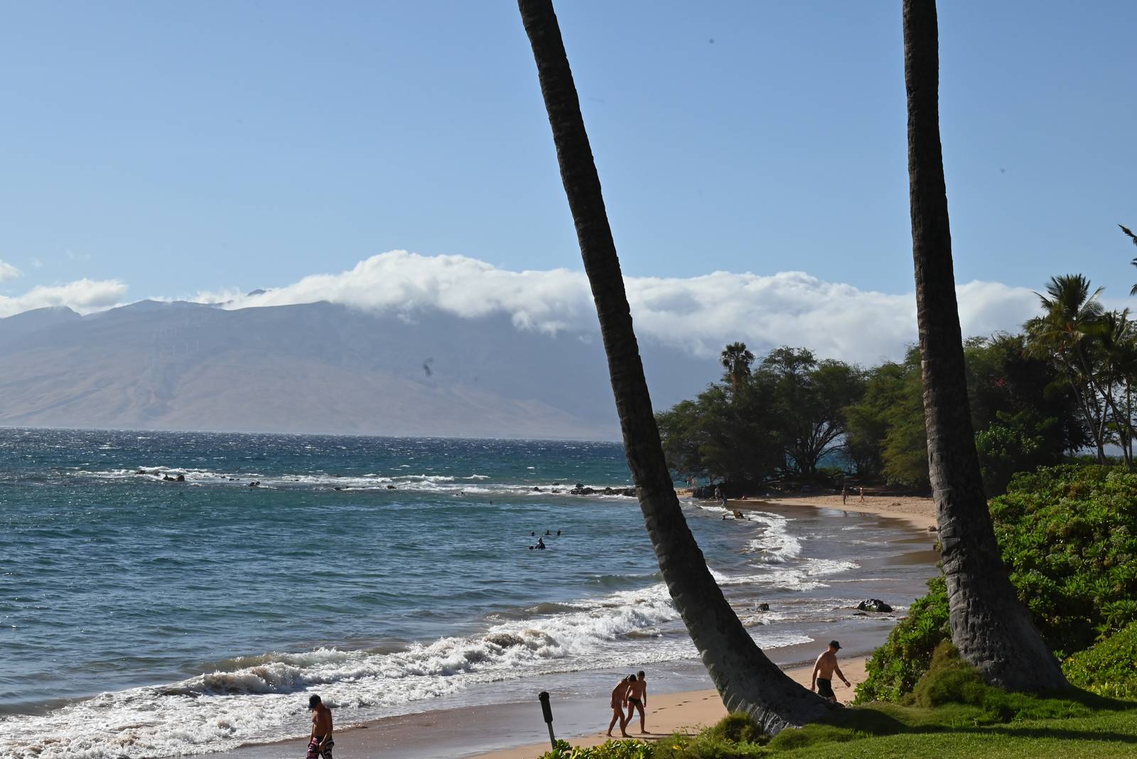 Under the Slanted Palms — Hawaii, United States